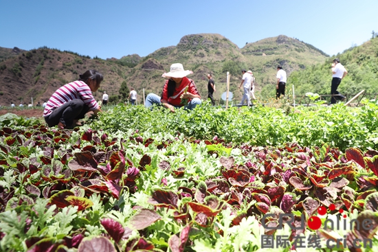 （有修改）貴州六盤水：全力抓好蔬菜産業發展