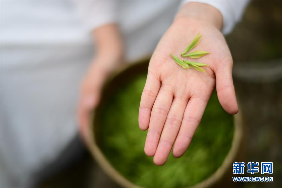 貴州余慶：20萬畝茶葉開採
