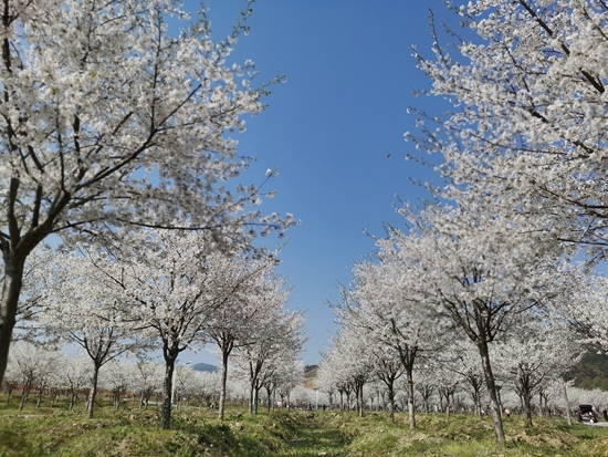 貴州貴定雲霧櫻花盛開