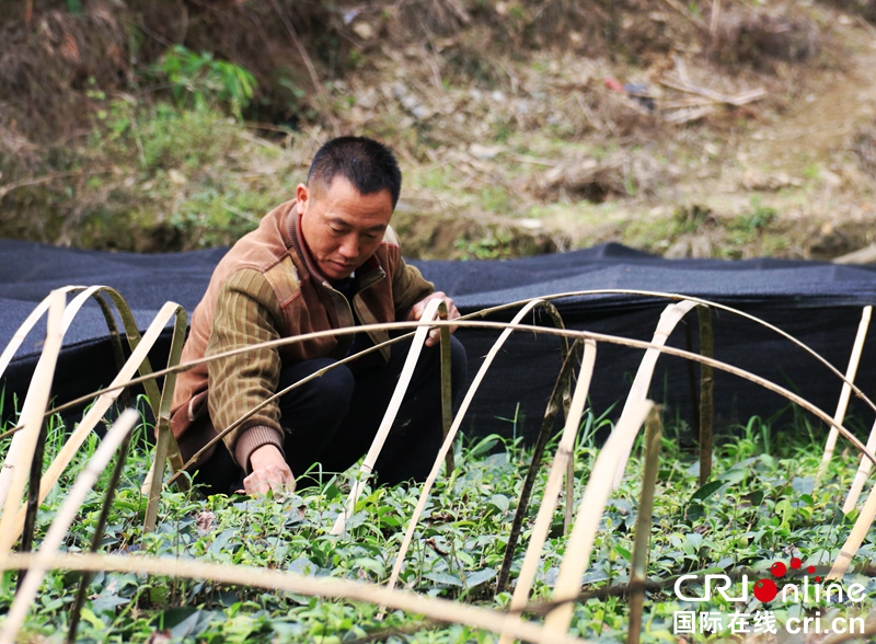貴州望謨：茶農管護新苗忙（組圖）