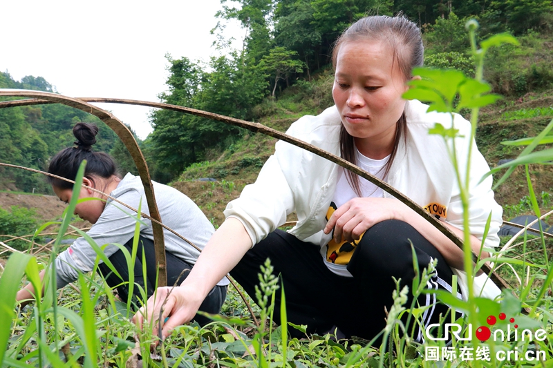 貴州望謨：茶農管護新苗忙（組圖）