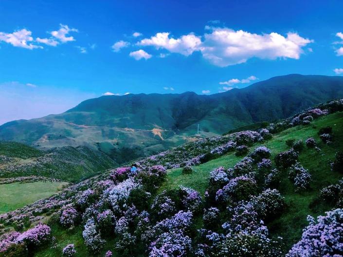 （旅遊）烏蒙大草原：高原矮杜鵑花開引客來