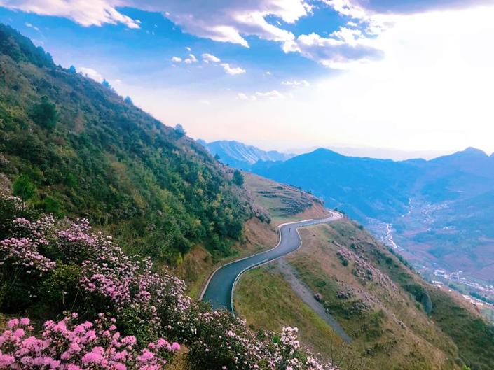 （旅遊）烏蒙大草原：高原矮杜鵑花開引客來