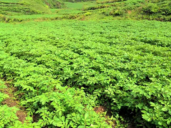 （供稿）貴州六盤水：推進撂荒土地復墾利用 提升糧食穩産保供能力_fororder_4