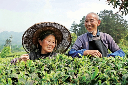 （黔茶貴水）貴州湄潭：種上“搖錢樹” 做好“茶文章”
