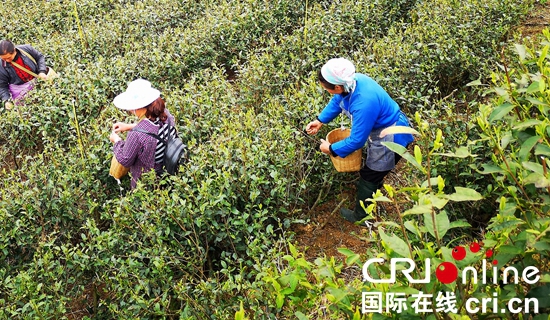 貴州紫雲：荒山變茶山  增綠又富民（組圖）_fororder_2