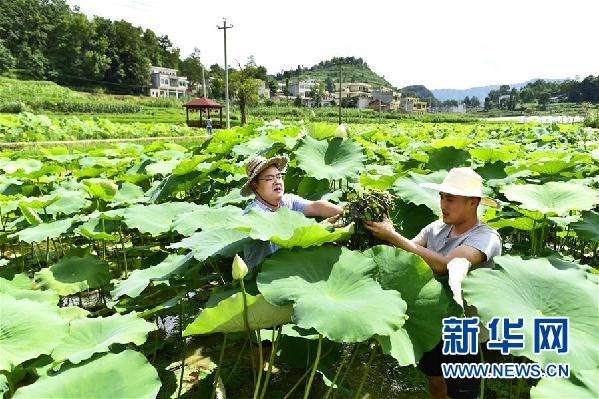 （大扶貧）咱們村裏的年輕人——記奮戰在貴州脫貧攻堅一線的青年