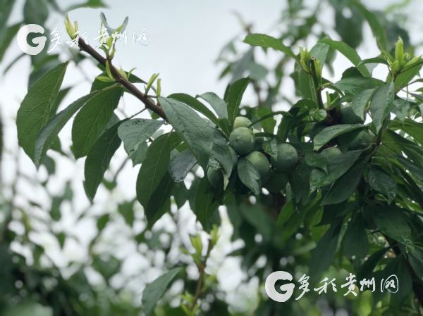 （大扶貧）銅仁玉屏桐木村：産業扶貧打通致富路 美麗鄉村入畫來