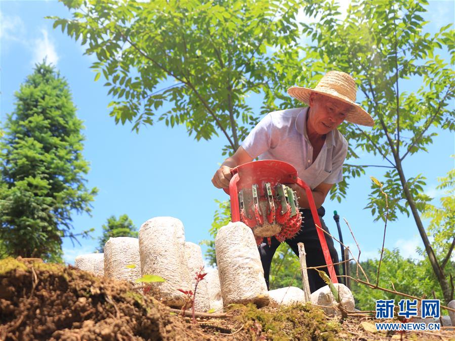 貴州黔西南：林下菌藥種植忙