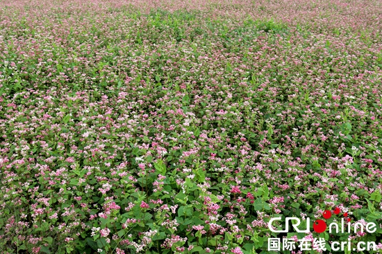 貴州威寧：蕎麥花助推鄉村旅遊發展