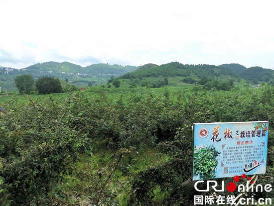貴州銅仁德江：花椒成熟銷售忙