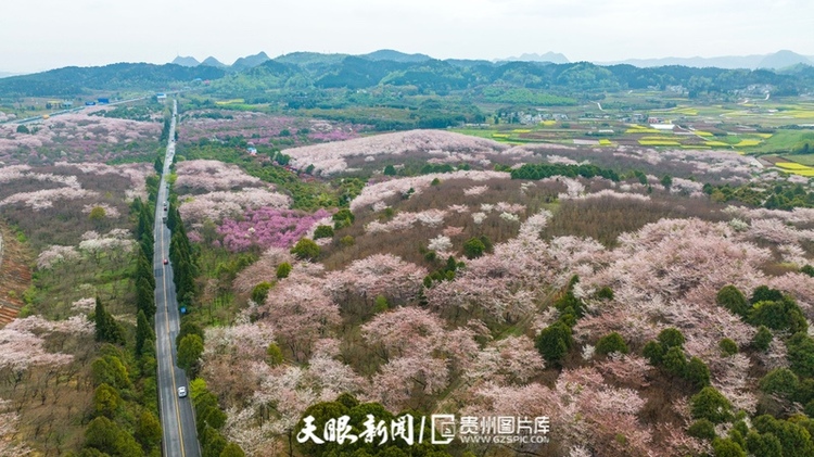 （中首）“最美公路” 滬昆高速清鎮至平壩段櫻花盛開