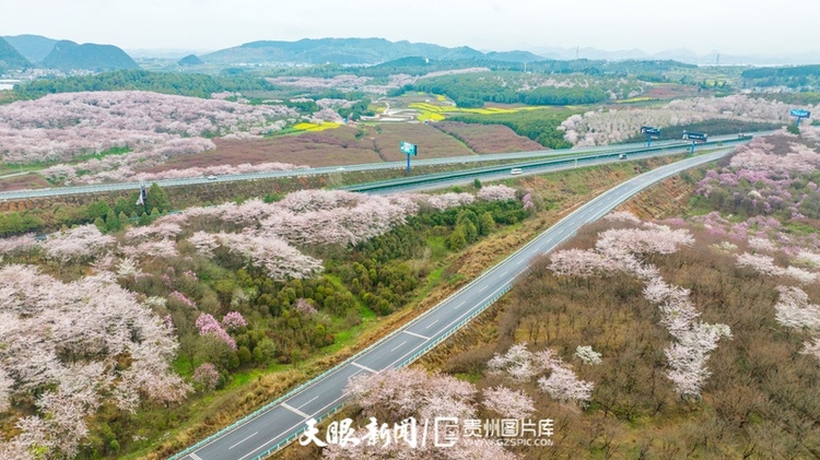 （中首）“最美公路” 滬昆高速清鎮至平壩段櫻花盛開