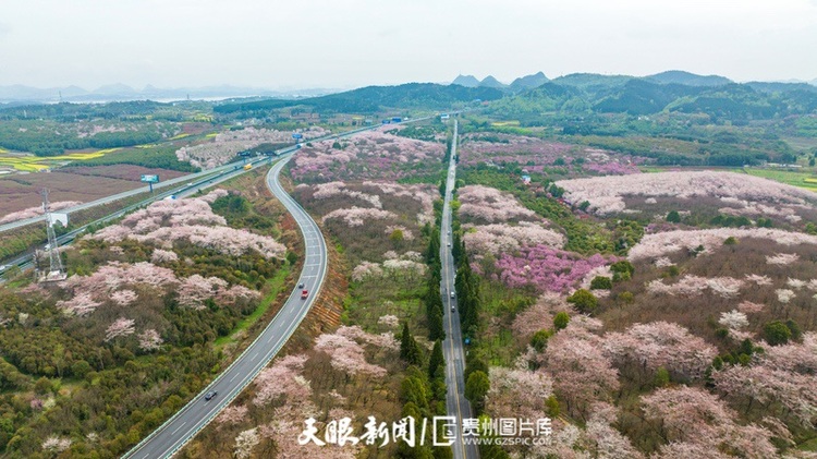 （中首）“最美公路” 滬昆高速清鎮至平壩段櫻花盛開