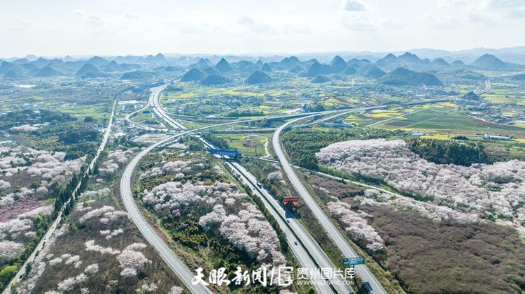 （中首）“最美公路” 滬昆高速清鎮至平壩段櫻花盛開