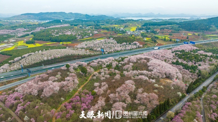 （中首）“最美公路” 滬昆高速清鎮至平壩段櫻花盛開