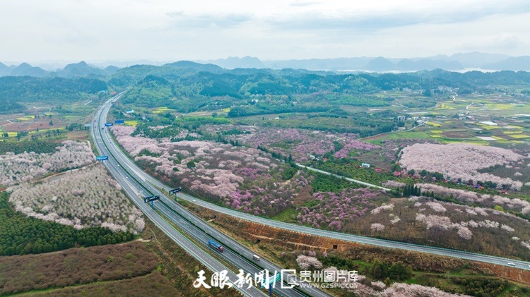 （中首）“最美公路” 滬昆高速清鎮至平壩段櫻花盛開