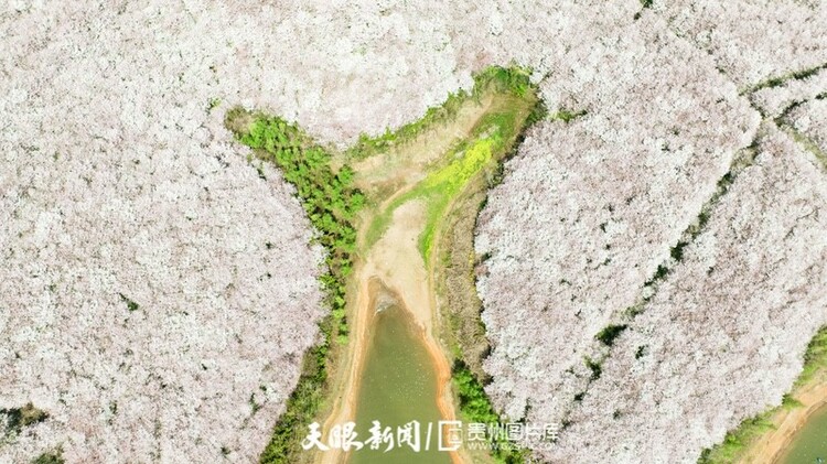無人機+穿越機 帶你看不同視角的貴安櫻花