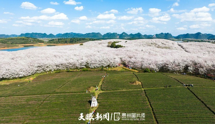 無人機+穿越機 帶你看不同視角的貴安櫻花