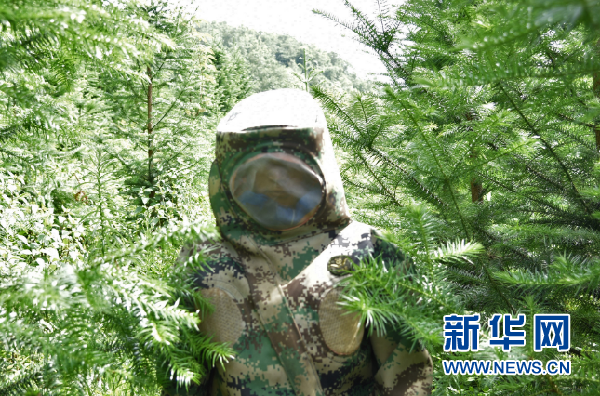 胡蜂養殖助貴州山區民眾增收