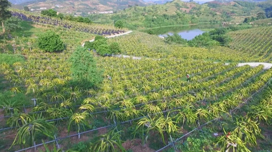 （有修改）貴州關嶺：萬畝火龍果成熟 産銷對接果農無憂