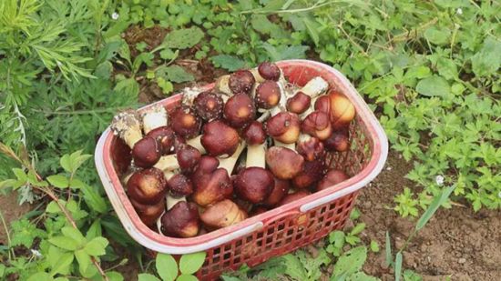 （有修改）貴州六枝：小小食用菌鋪就致富之路