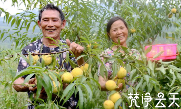 貴州印江：千畝黃桃迎豐收 枝頭果實成佳釀