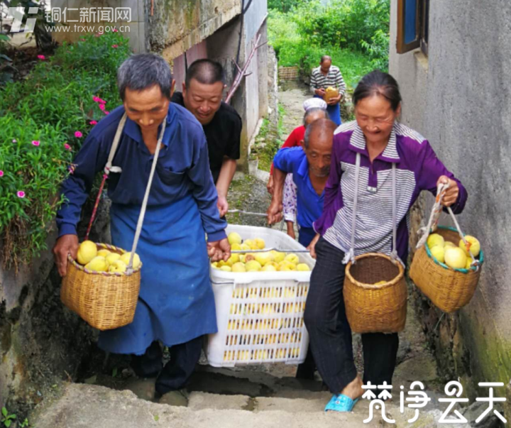 貴州印江：千畝黃桃迎豐收 枝頭果實成佳釀