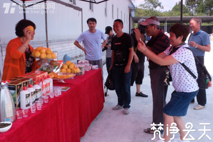 貴州印江：千畝黃桃迎豐收 枝頭果實成佳釀