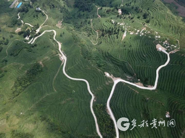 貴州六枝：兩父子退役返鄉種茶帶富鄉親