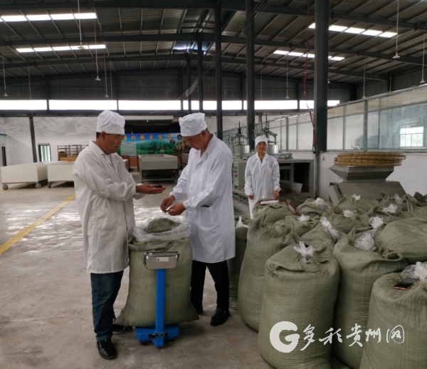 貴州六枝：兩父子退役返鄉種茶帶富鄉親