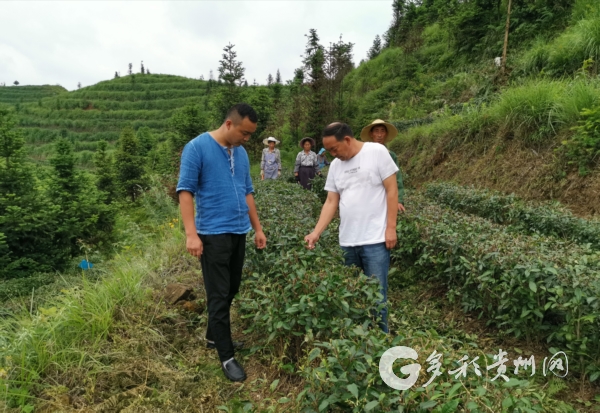 貴州六枝：兩父子退役返鄉種茶帶富鄉親