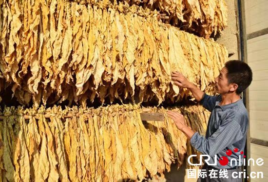 貴州紫雲：“短平快”産業扶貧項目助農增收