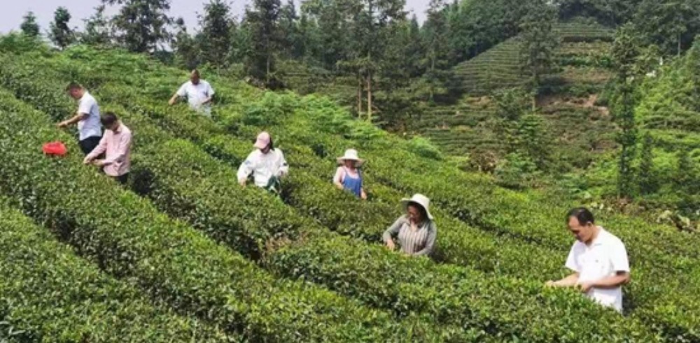 （供稿）黔西南貞豐：發展夏秋茶 助農穩增收