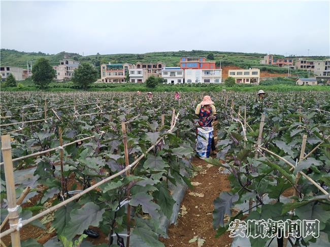 貴州安順西秀區大西橋鎮： 産業興旺 致富有望