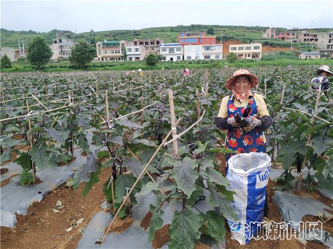 貴州安順西秀區大西橋鎮： 産業興旺 致富有望