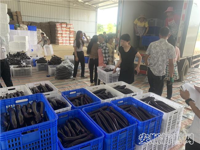 貴州安順西秀區大西橋鎮： 産業興旺 致富有望