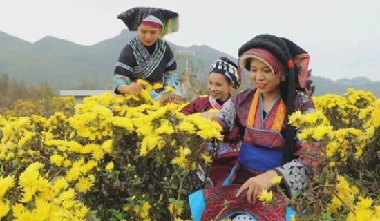 貴州關嶺：花海盛開正當時