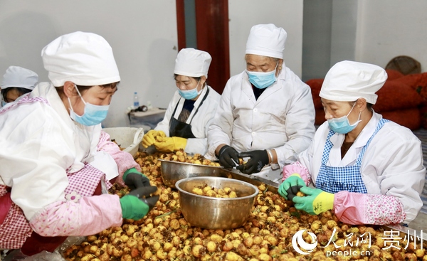 貴州畢節七星關：小刺梨成就扶貧大産業