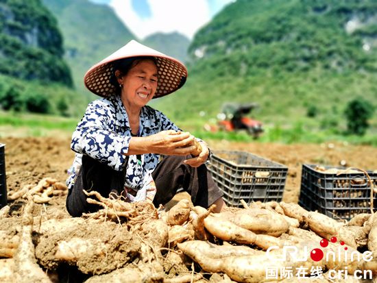 貴州紫雲發展特色農業助農民脫貧