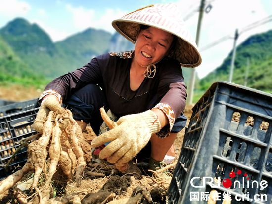 貴州紫雲發展特色農業助農民脫貧