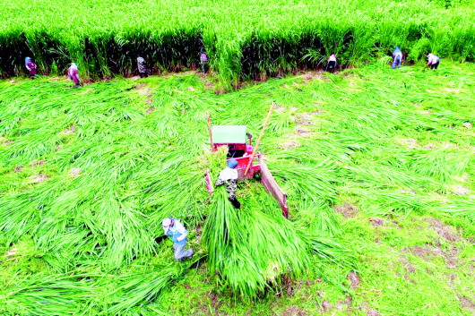 （中首）貴州黔西：牧草産業穩增收