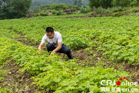 （供稿）貴州關嶺：實施中藥材強縣戰略 助力鄉村振興_fororder_1566371ca118aa8dda96f0afef74171