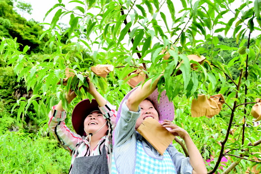 （中首）貴州桐梓縣:高效農業促增收