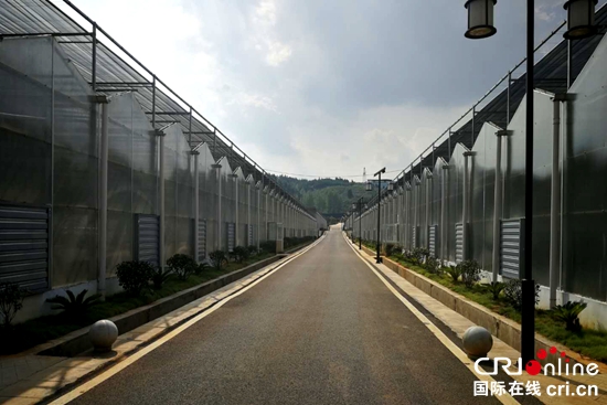 貴州玉屏：打造“中國油茶之鄉”歷史新名片