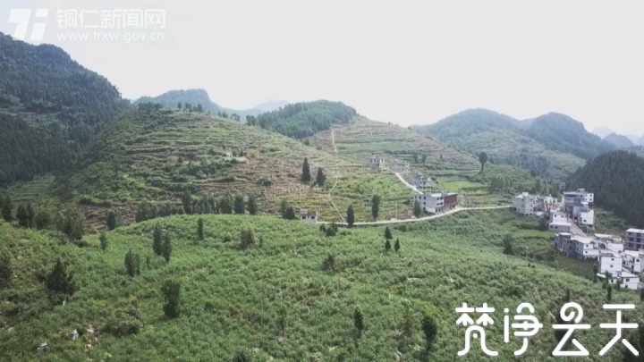 給生活加點“料”！貴州沿河這個村500畝花椒喜獲豐收