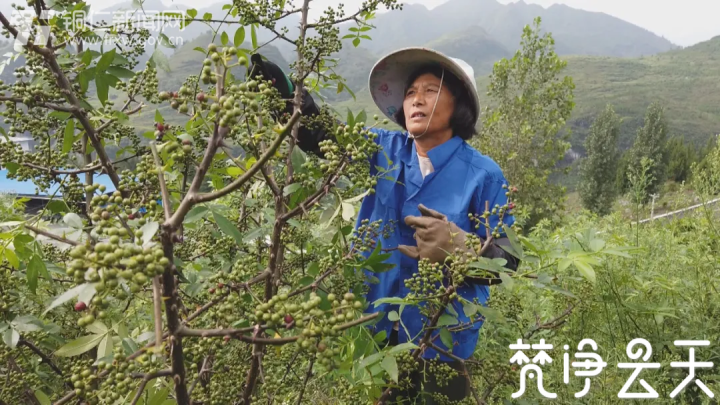 給生活加點“料”！貴州沿河這個村500畝花椒喜獲豐收