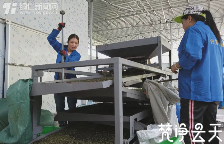 給生活加點“料”！貴州沿河這個村500畝花椒喜獲豐收
