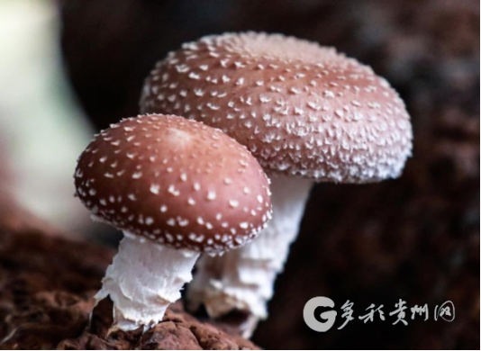 貴州食用菌憑藉傲人成績躋身全國第一梯隊