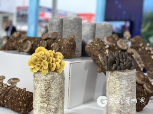 貴州食用菌憑藉傲人成績躋身全國第一梯隊